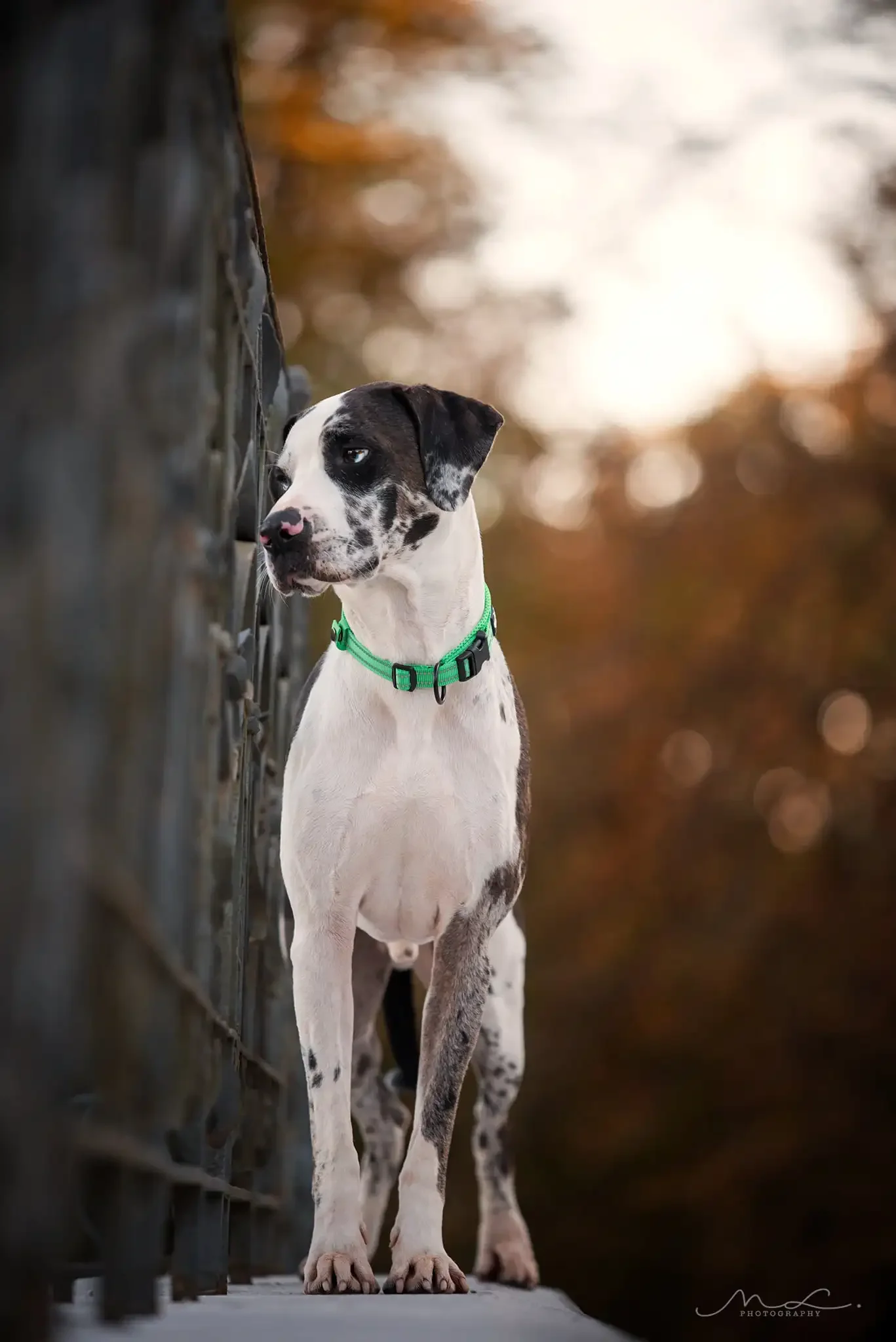 Coleira Truelove para Cães de Nylon Ajustável Refletiva para Passeio Noturno - Imagem 2