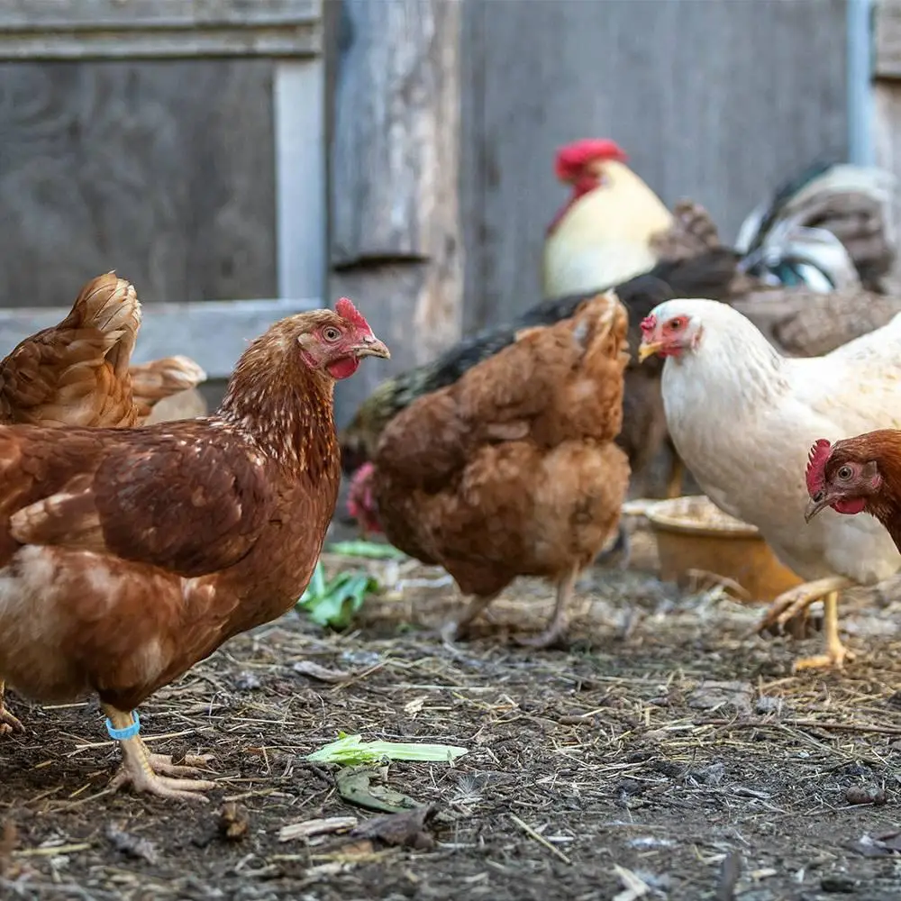 Anéis de Identificação para Aves 16/20mm Plástico com Número - Imagem 3