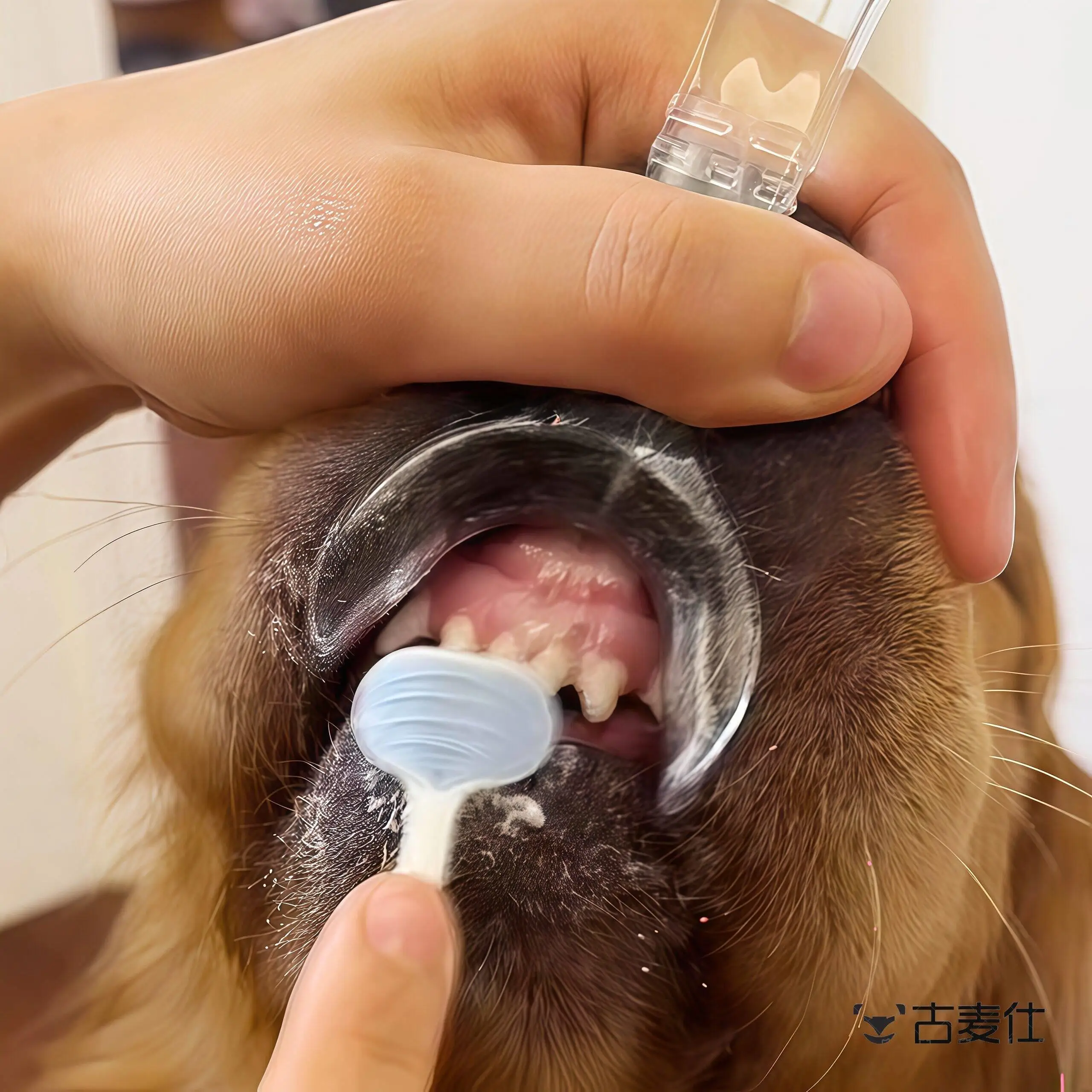 Escova Dental Pango para Cães e Gatos com Cabeça Única Resistente - Image 2