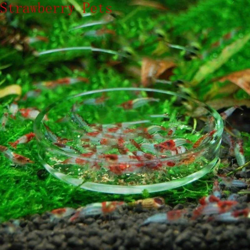 Alimentador para Camarão de Aquário em Vidro Transparente Circular 6 cm - Imagem 2