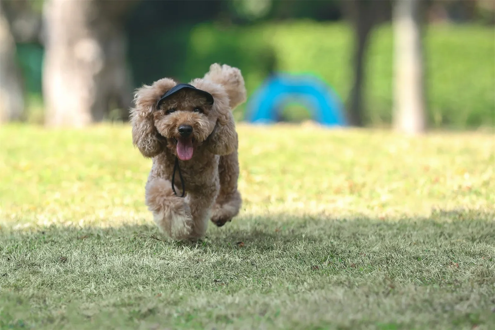 Boné de Beisebol para Cães com Furos para Orelhas Ajustável - Imagem 2