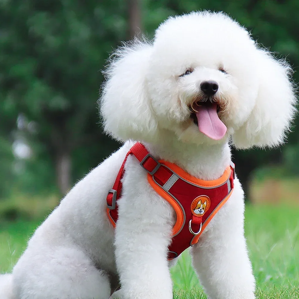 Coleira Peitoral para Cães Pequenos Refletiva com 2 Engates de Guia - Imagem 5