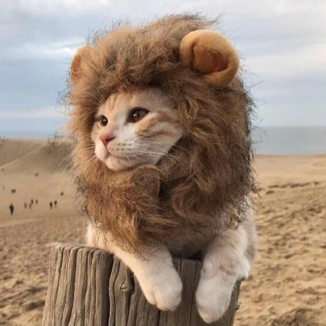 Peruca de Leão para Gatos e Cães Pequenos com Circunferência de 38 cm - Imagem 2