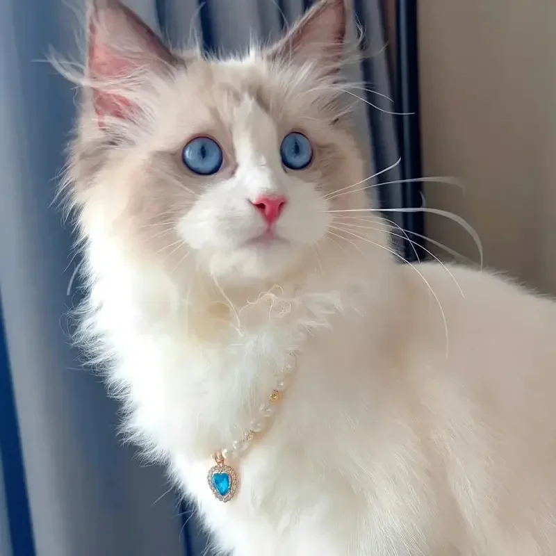 Coleira de Pérolas para Cães e Gatos Pequenos com Corrente Extensível - Imagem 5