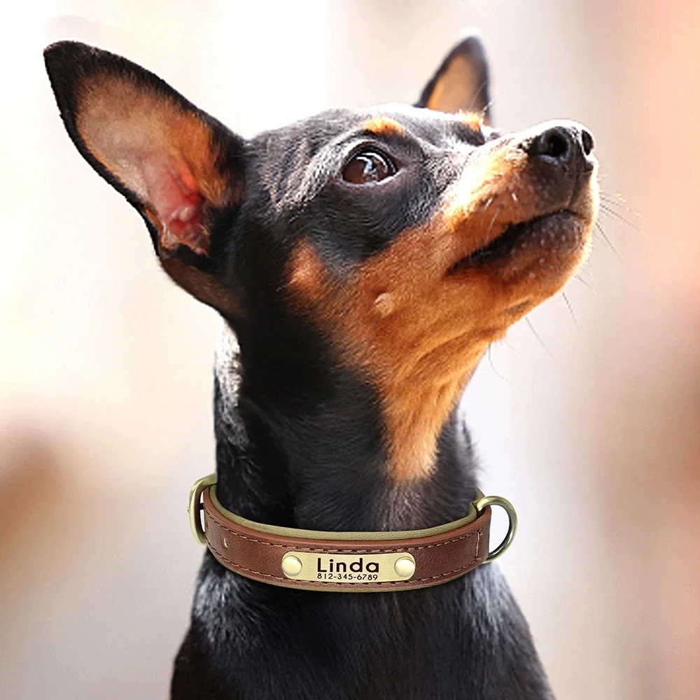 Coleira de Couro para Cães com Identificação Gravada e Ajustável - Imagem 6