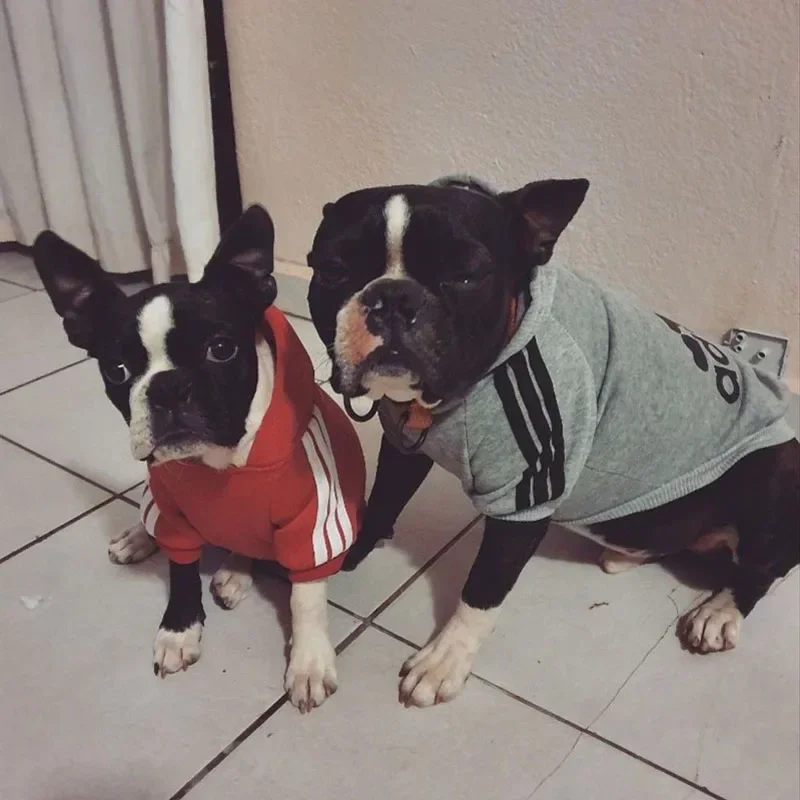 Moletom Adidog para Cães Quente com Capuz para Inverno - Imagem 2