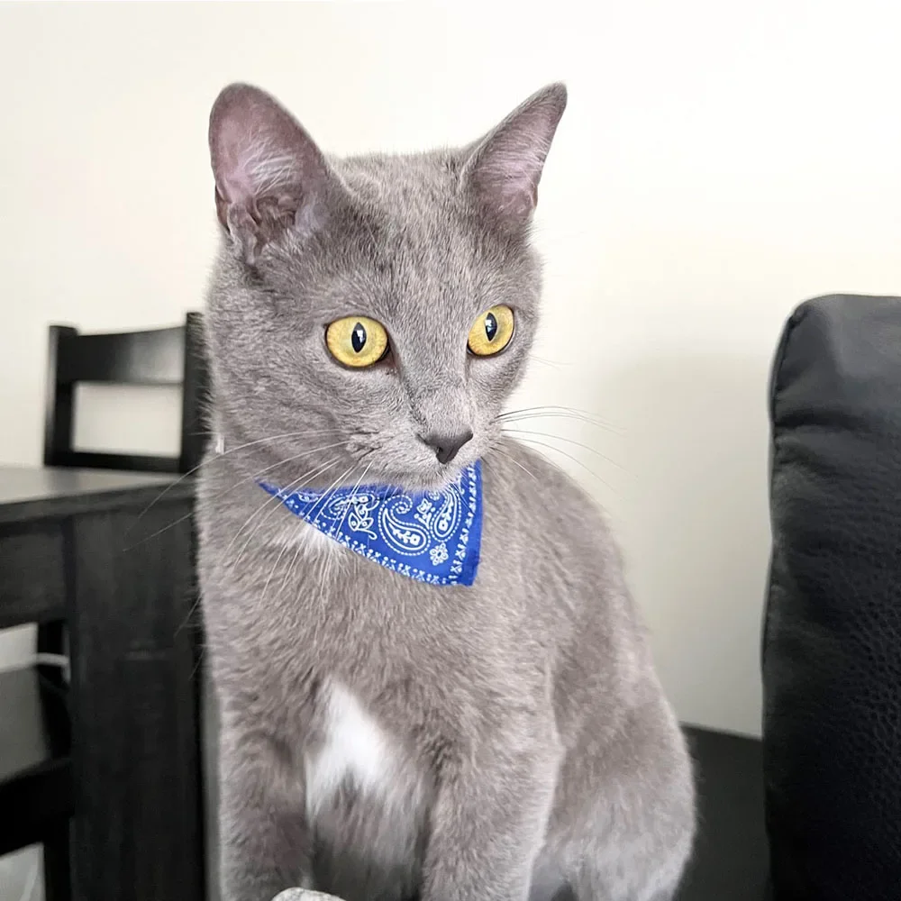 Bandana para Gatos e Cães Pequenos Ajustável 20-28 cm - Imagem 3