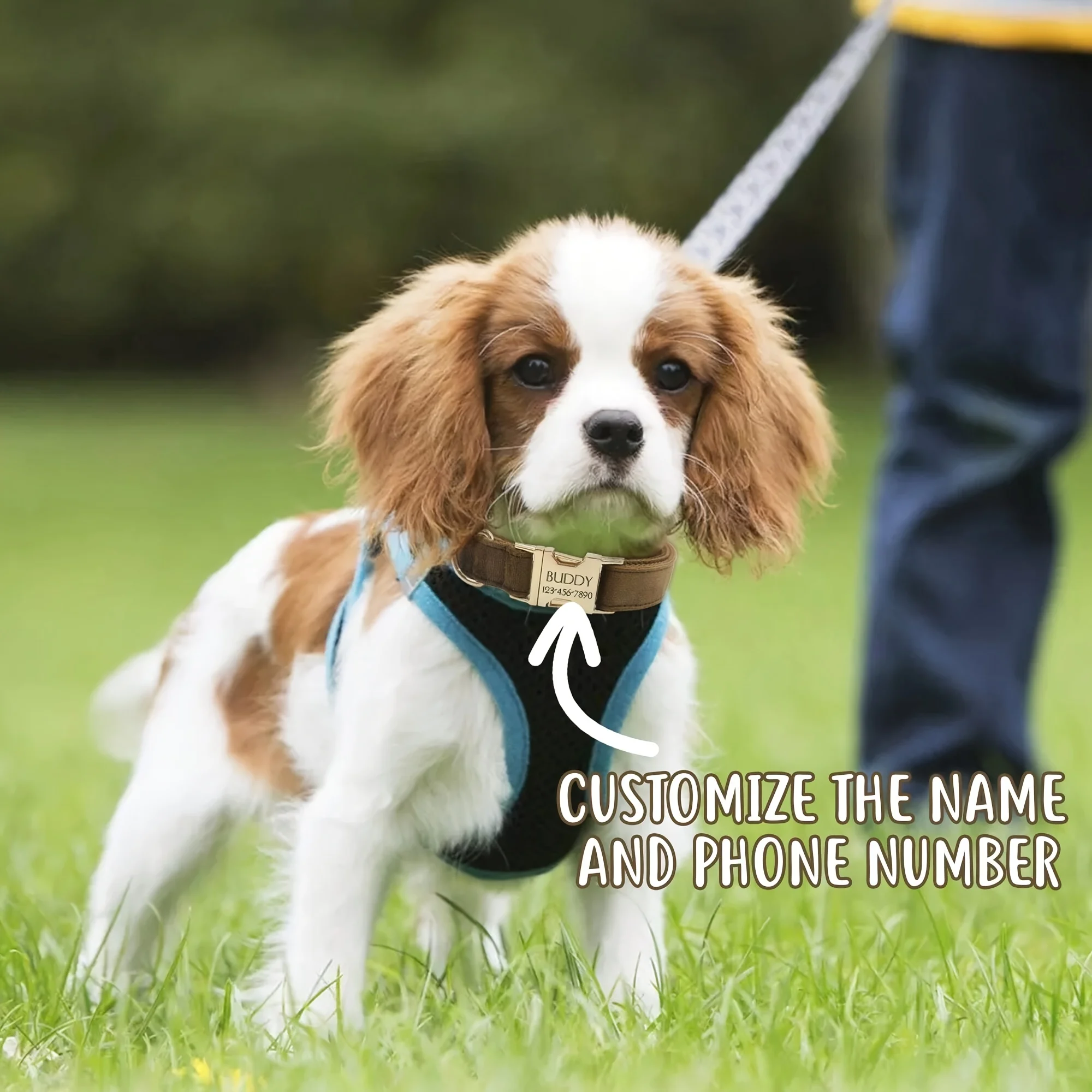 Coleira de Veludo para Cães Ajustável com Nome Gravado - Imagem 5