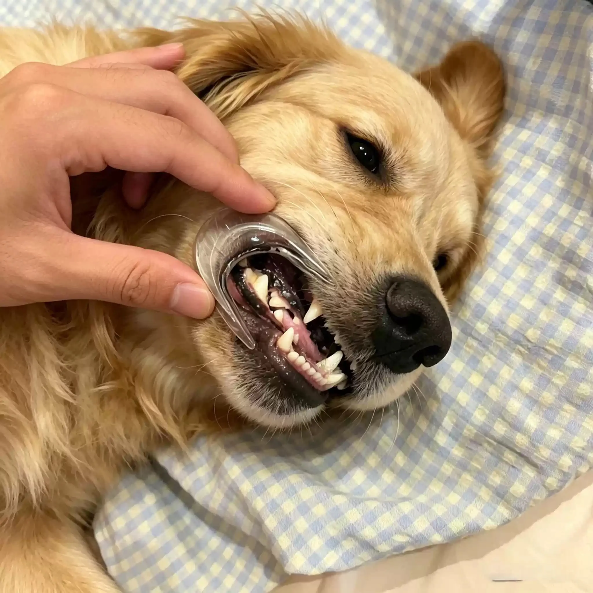 escova dental para cães e gatos