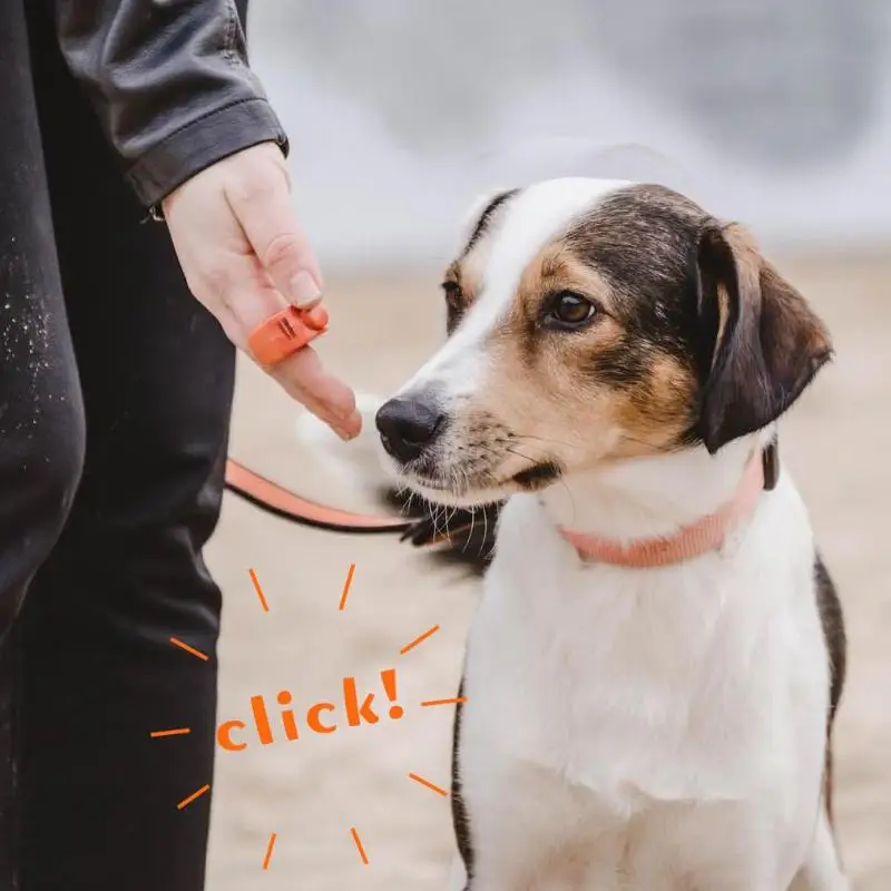 Clicker para Adestramento de Cães e Gatos com Som Claro - Image 6