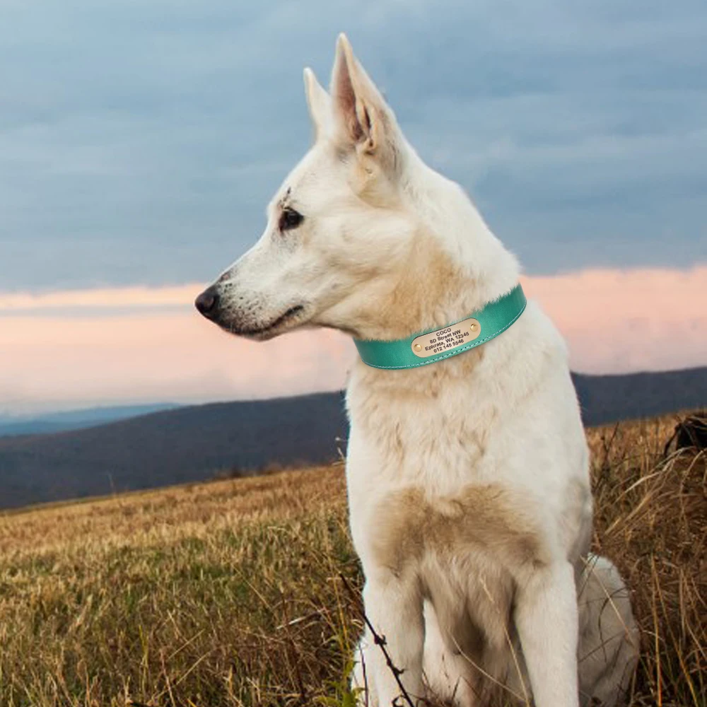 Coleira de Couro para Cães com Gravação Gratuita Personalizada - Image 5