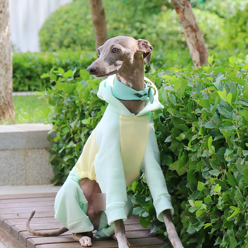 Suéter de Lã para Cães Galgo e Whippet com Capuz e Quatro Patas - Imagem 2