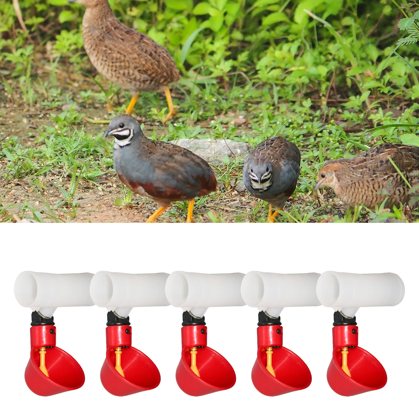 Bebedouro Automático para Aves de Plástico, 5 Peças - Imagem 2