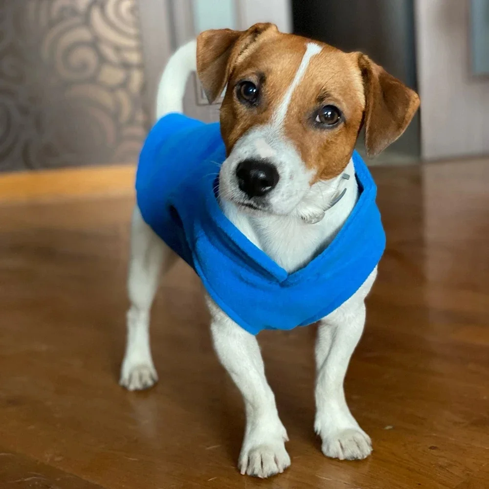 Jaqueta de Lã para Cães Pequenos com Argola em D - Imagem 4