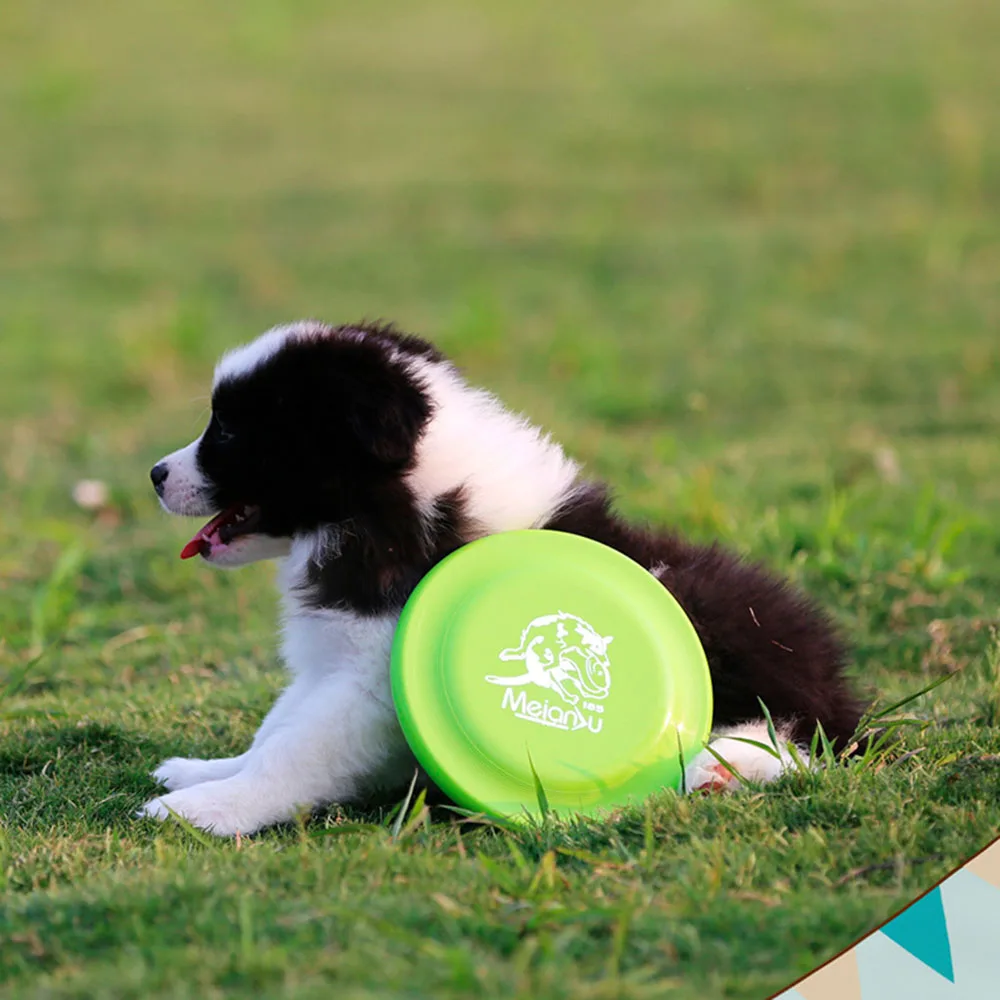 Disco de Treinamento para Cães Leve e Fácil de Pegar - Imagem 2