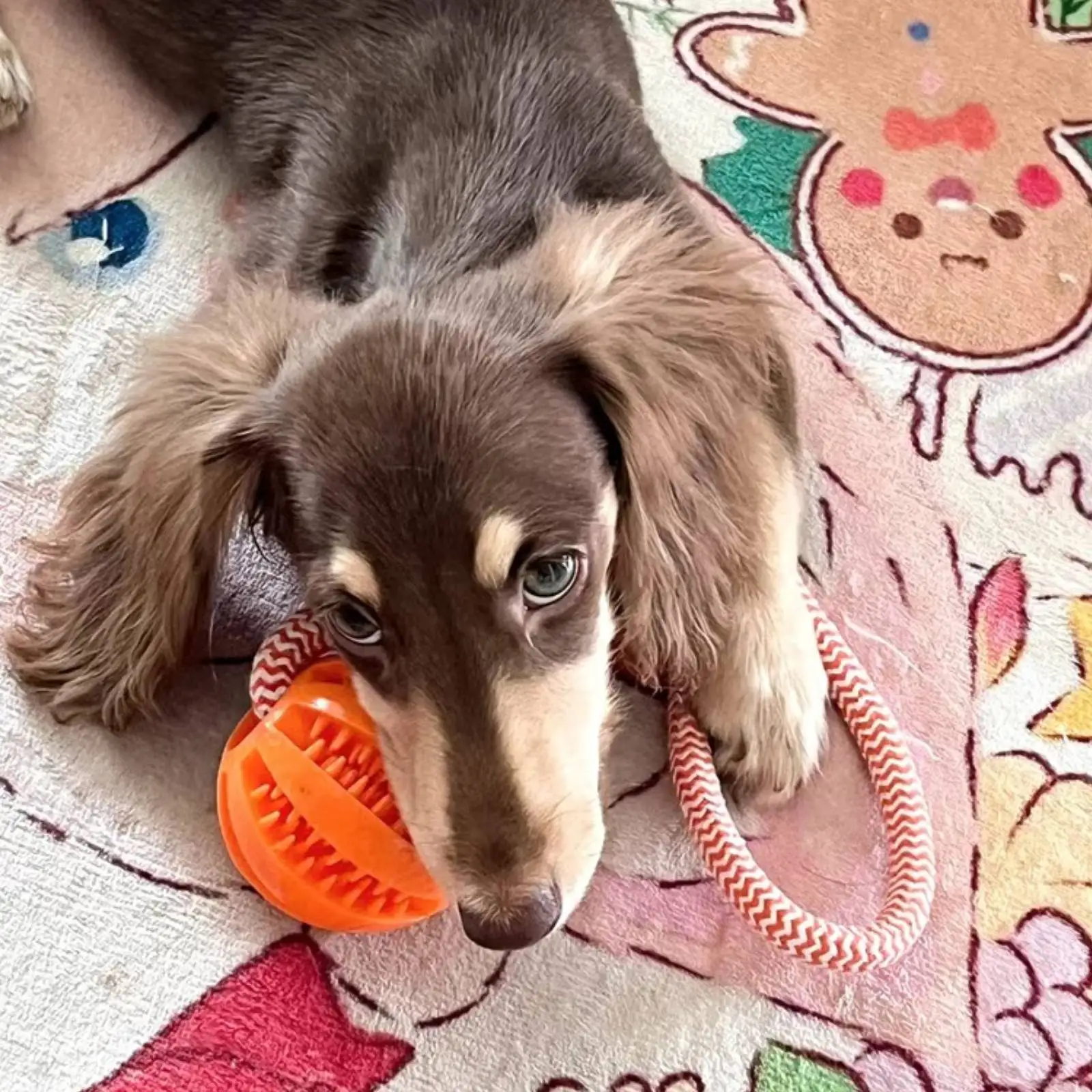 Brinquedo Bola para Cães de Algodão para Limpeza dos Dentes - Imagem 6