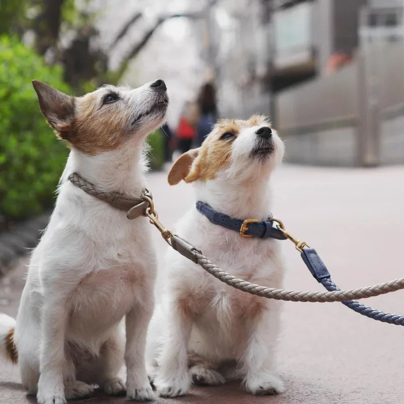 Coleira para Cães Médios de Couro PU Rosa para Passeio - Imagem 6