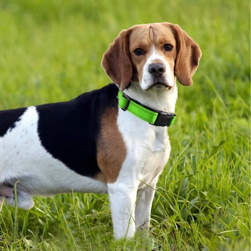 Coleira para Cães de Nylon Acolchoada com Faixa Refletiva para Passeio Noturno - Imagem 6