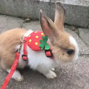 coleira e arnês ajustável para coelhos