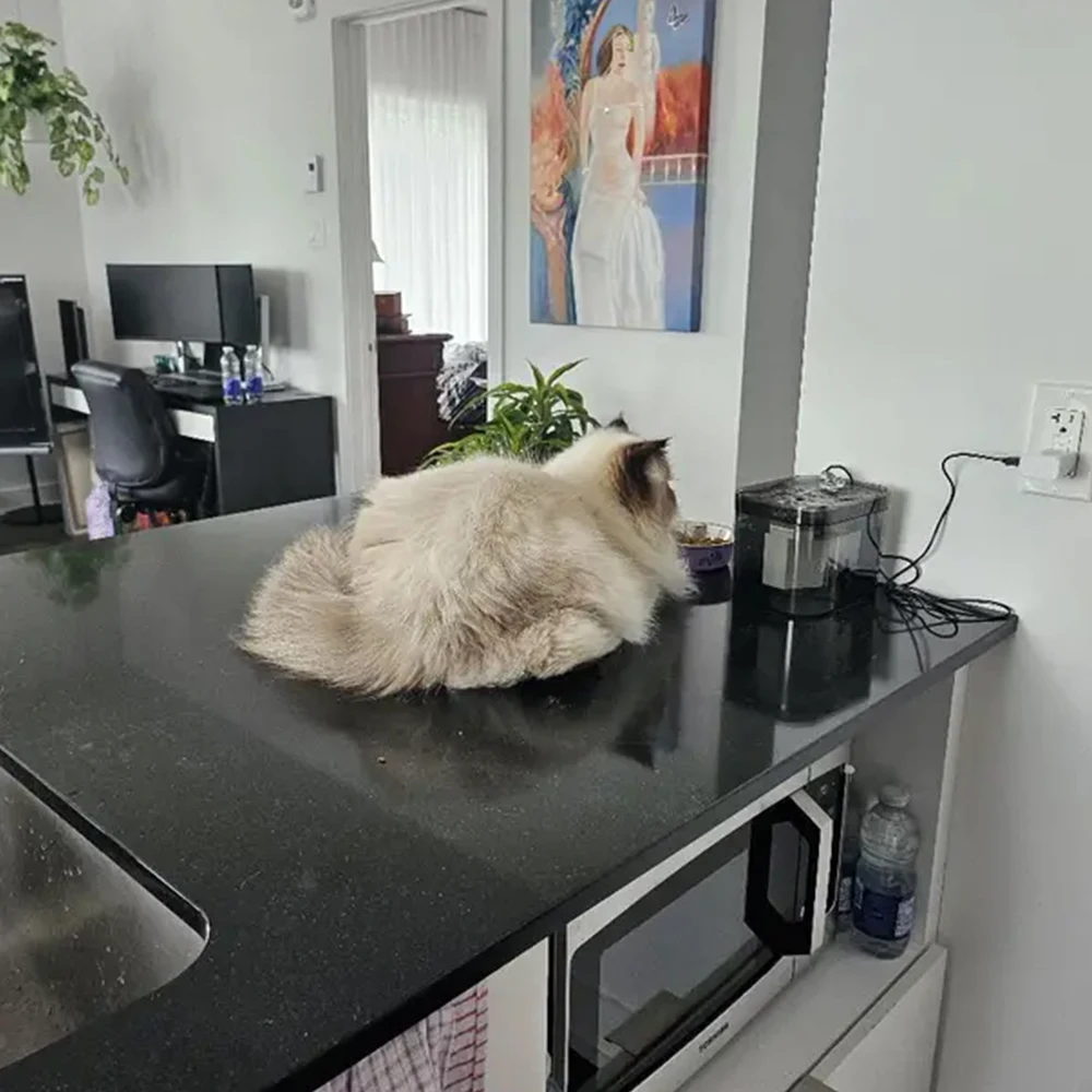 Fonte de Água para Gatos 1.5L Transparente com Filtro USB - Imagem 6