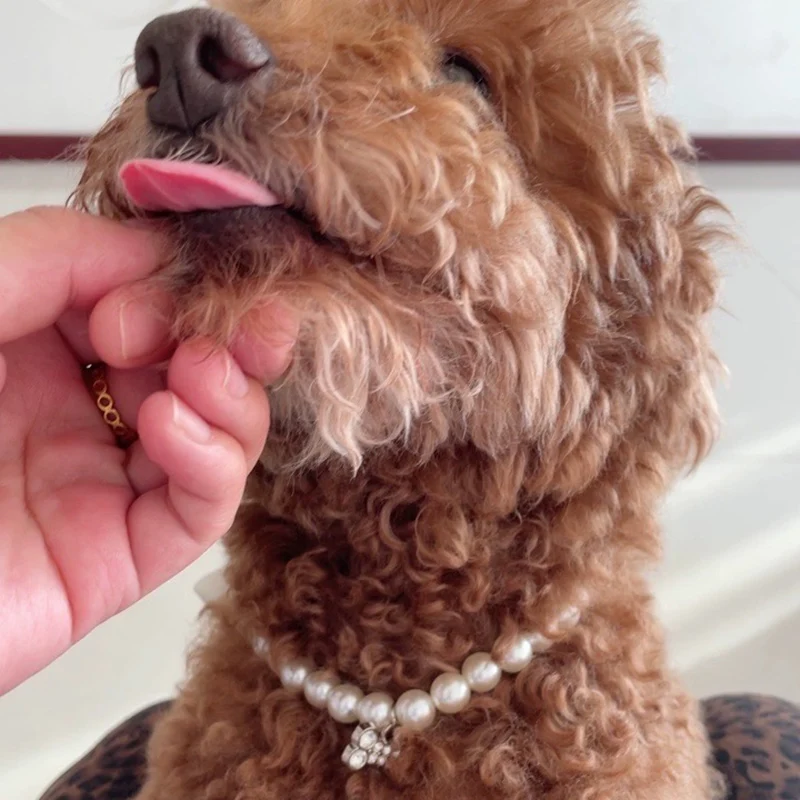 Colar para Cães e Gatos Pequenos com Pingente de Pérola e Strass - Imagem 4