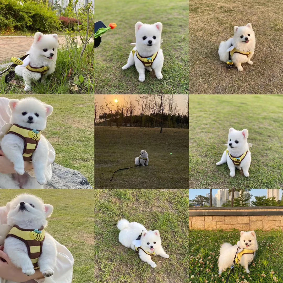 Peitoral para Cães e Gatos com Guia Estampa Abelha Tamanho L - Imagem 4