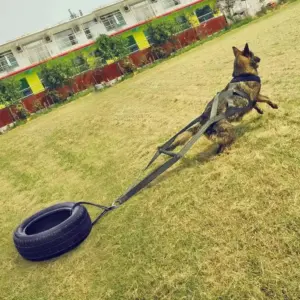 trela de treinamento para cães grandes