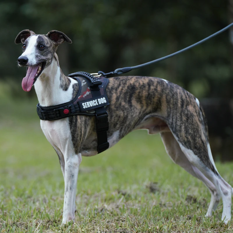Coleira Peitoral para Cães Ajustável com Patches Personalizáveis - Imagem 3
