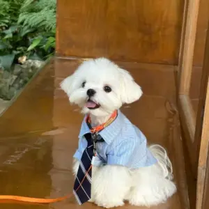 camisa casual xadrez para cães e gatos pequenos