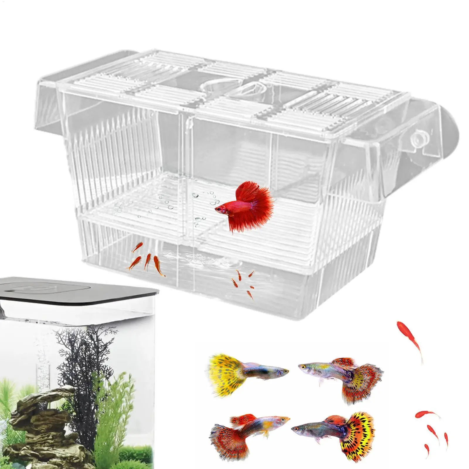 Caixa de Isolamento para Peixes em Acrílico com Ventosas - Imagem 4