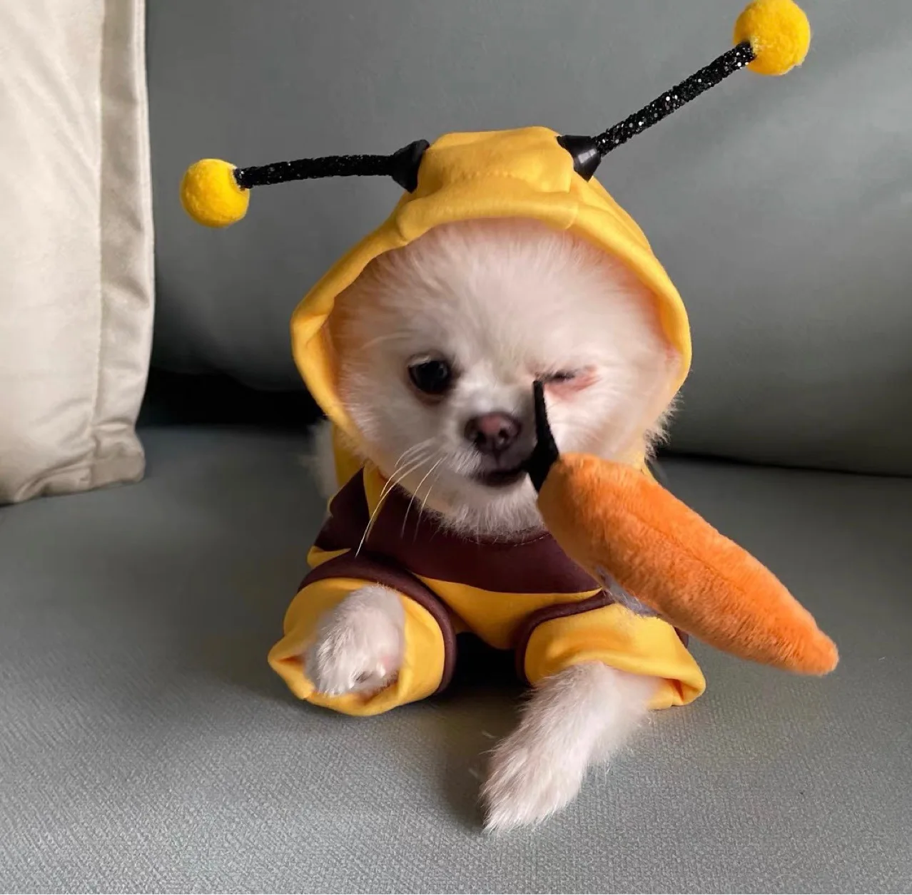 Roupa para Cães e Gatos com Capuz Abelha - Image 6