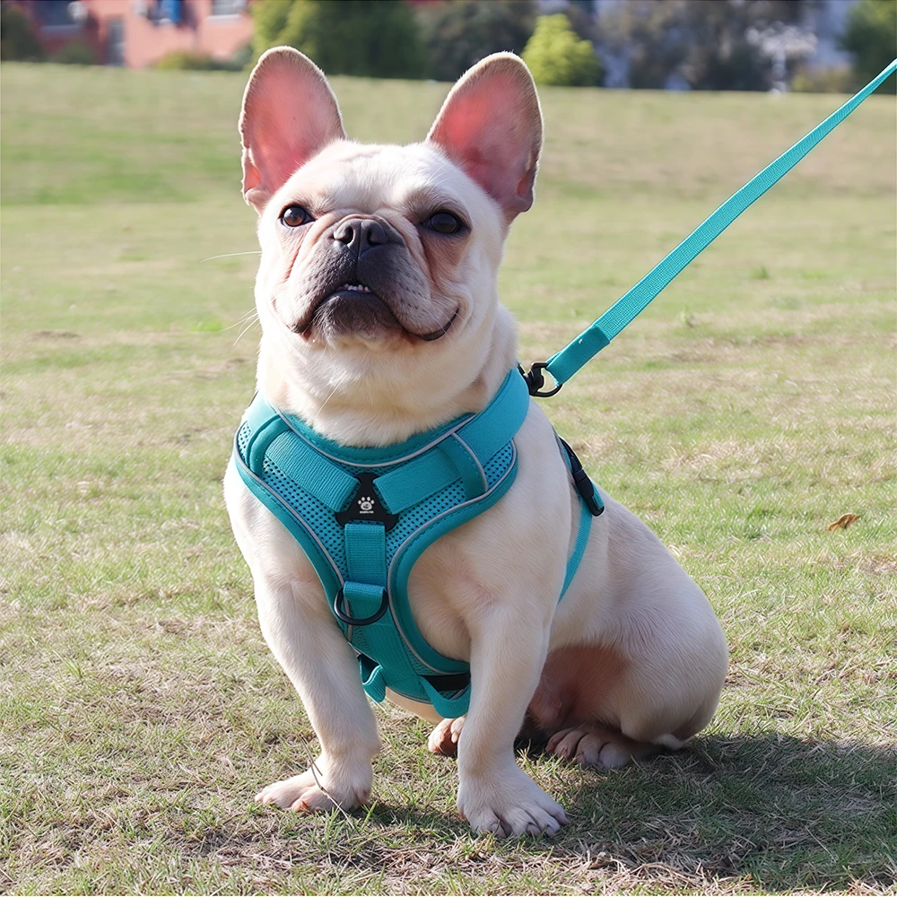 Conjunto Peitoral e Guia para Cães e Gatos Pequenos com Faixa Refletiva - Imagem 5