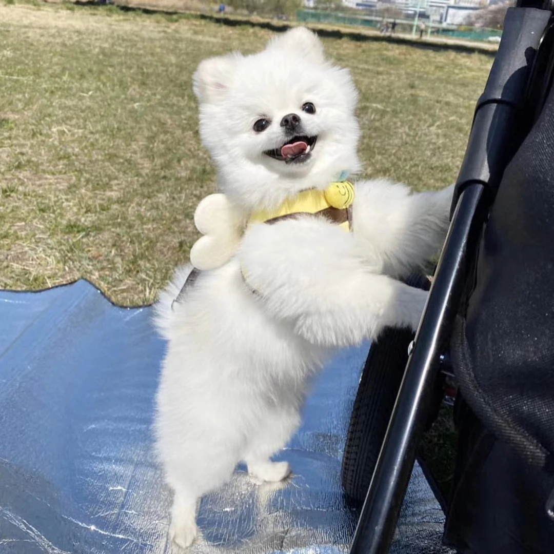 Peitoral para Cães e Gatos com Guia Estampa Abelha Tamanho L - Imagem 6