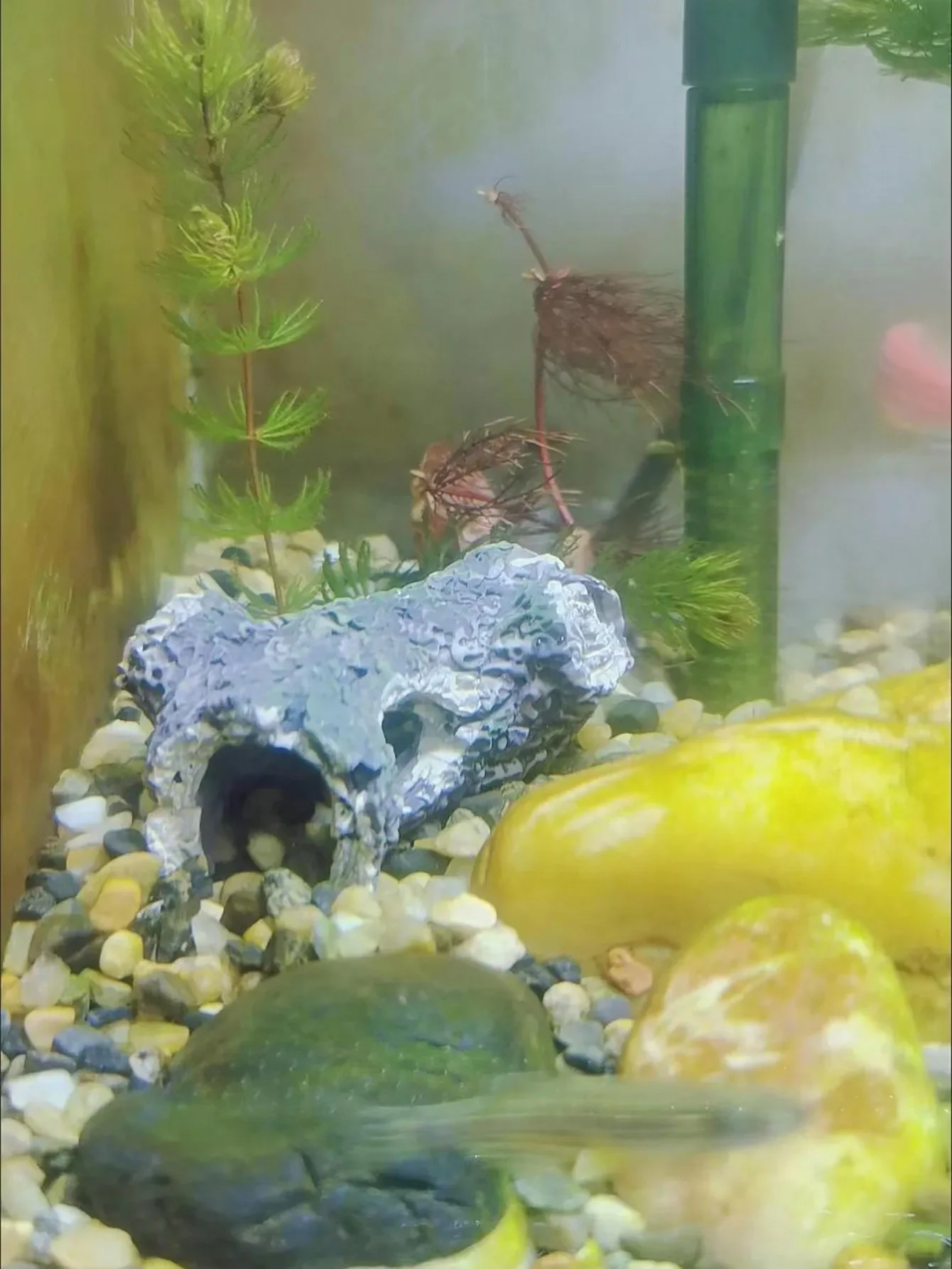 Galho de Árvore para Aquário Marrom 10 cm Esconderijo para Peixes - Imagem 4