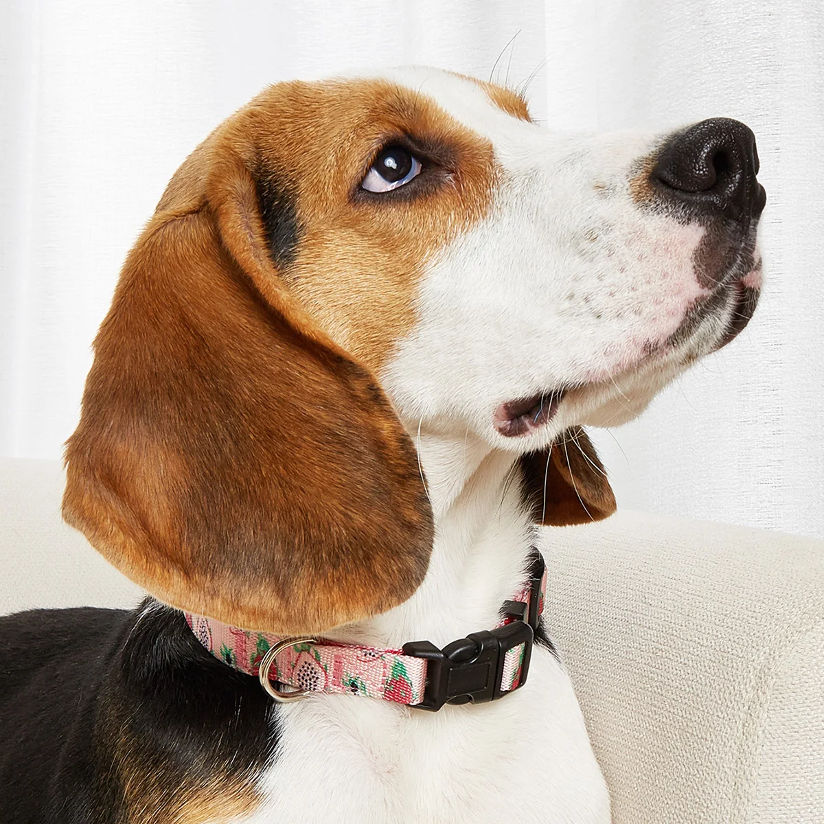Coleira para Cães de Nylon Colorido com Regulagem para Passeio - Imagem 5