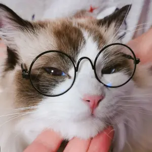óculos de sol vintage redondo para cães e gatos pequenos