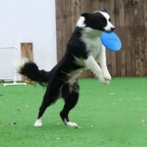 frisbee para cães resistente a mordidas