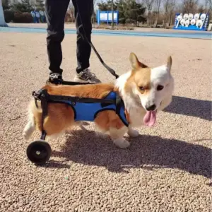 cadeira de rodas para cães de membros traseiros
