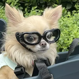óculos de sol retrô para cães pequenos