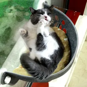 rede para gatos de janela com ventosas