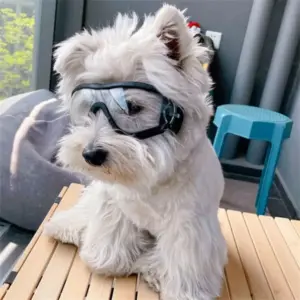 óculos para cães transparentes proteção uv