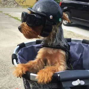capacete para cães com óculos de sol