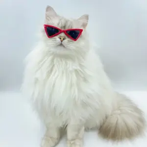 óculos de sol para cães e gatos pequenos